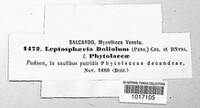 Leptosphaeria doliolum image